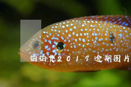 拍拍贷2019逾期图片