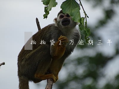 拍拍贷2万逾期三年 拍拍贷2万逾期三年