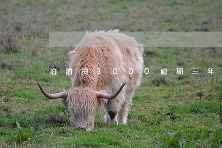 拍拍贷3000逾期三年 拍拍贷3000逾期三年