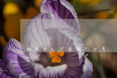 拍拍贷3万逾期几个月 拍拍贷3万逾期几个月