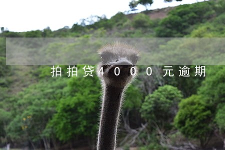 拍拍贷4000元逾期 拍拍贷4000元逾期