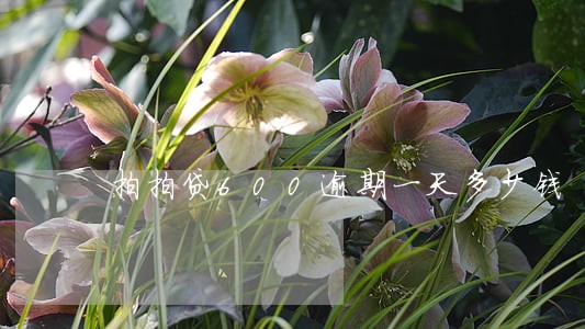 拍拍贷600逾期一天多少钱