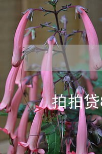 拍拍贷8000逾期利息 拍拍贷8000逾期利息
