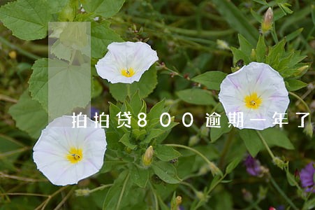 拍拍贷800逾期一年了