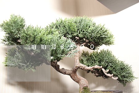 拍拍贷8500逾期199天 拍拍贷8500逾期199天