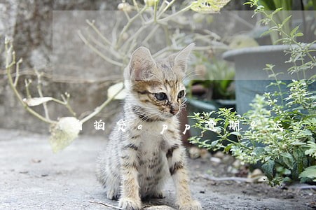 拍拍贷app逾期9天 拍拍贷app逾期9天