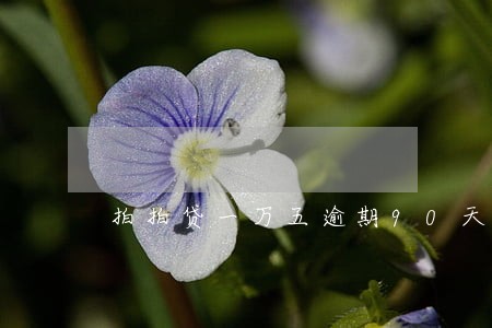 拍拍贷一万五逾期90天了 拍拍贷一万五逾期90天了