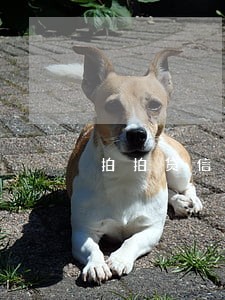 拍拍贷信用卡逾期几天 拍拍贷信用卡逾期几天