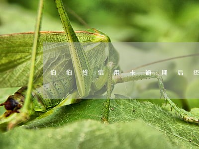 拍拍贷信用卡逾期后还款 拍拍贷信用卡逾期后还款