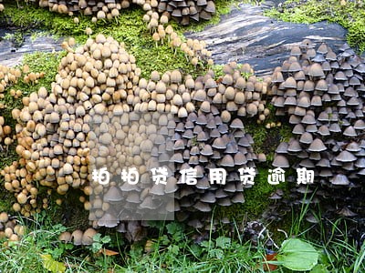 拍拍贷信用贷逾期