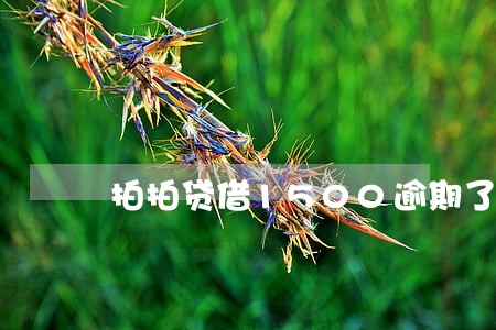 拍拍贷借1500逾期了3年了 拍拍贷借1500逾期了3年了