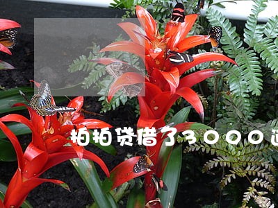 拍拍贷借了3000逾期会怎样 拍拍贷借了3000逾期会怎样