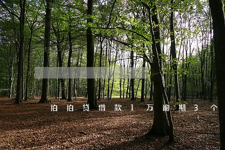 拍拍贷借款1万逾期3个月了 拍拍贷借款1万逾期3个月了