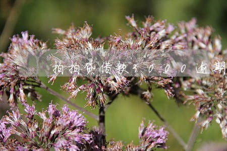 拍拍贷借款3000逾期半年 拍拍贷借款3000逾期半年