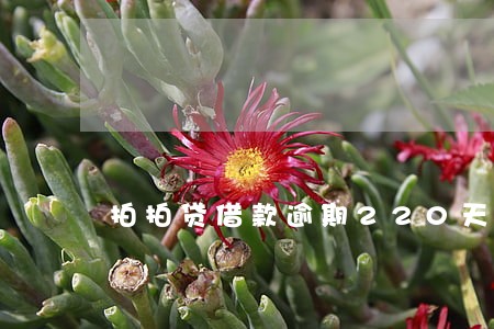 拍拍贷借款逾期220天了 拍拍贷借款逾期220天了