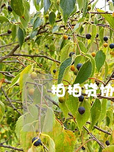 拍拍贷协商后只还本金 拍拍贷协商后只还本金