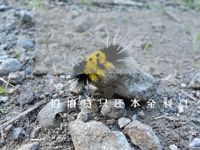 拍拍贷只还本金利息 拍拍贷只还本金利息