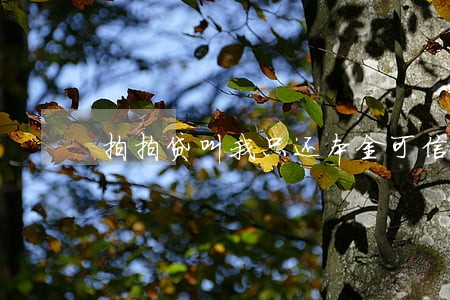 拍拍贷叫我只还本金可信吗 拍拍贷叫我只还本金可信吗