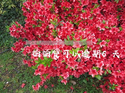 拍拍贷可以逾期6天了 拍拍贷可以逾期6天了