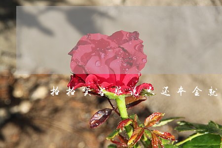 拍拍贷客服说只还本金就行