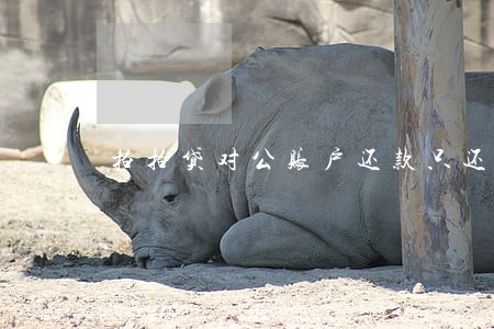 拍拍贷对公账户还款只还本金 拍拍贷对公账户还款只还本金