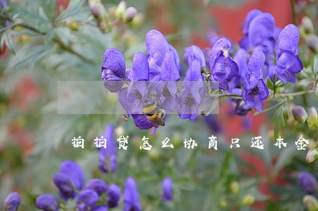 拍拍贷怎么协商只还本金 拍拍贷怎么协商只还本金