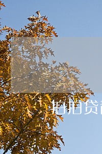 拍拍贷散标逾期率2017 拍拍贷散标逾期率2017