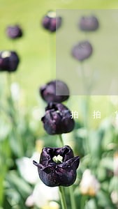 拍拍贷有贷款逾期10年的吗 拍拍贷有贷款逾期10年的吗
