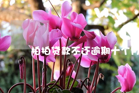 拍拍贷款不还逾期十个月 拍拍贷款不还逾期十个月