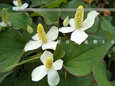 拍拍贷款分期逾期20天 拍拍贷款分期逾期20天