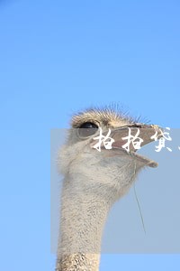 拍拍贷款逾期上征信吗 拍拍贷款逾期上征信吗