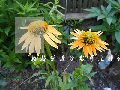 拍拍贷没逾期可以做的网贷
