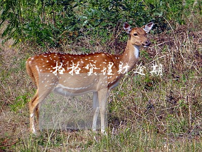 拍拍贷理财逾期