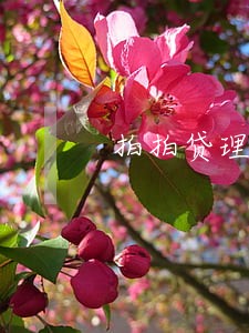拍拍贷理财逾期率 拍拍贷理财逾期率