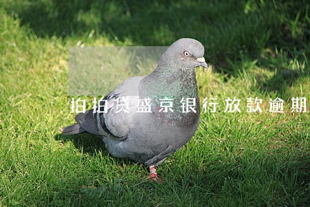 拍拍贷盛京银行放款逾期 拍拍贷盛京银行放款逾期