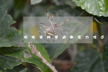 拍拍贷网贷逾期无力偿还最坏结果 拍拍贷网贷逾期无力偿还最坏结果