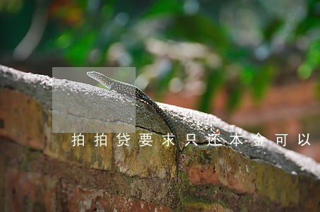 拍拍贷要求只还本金可以吗 拍拍贷要求只还本金可以吗