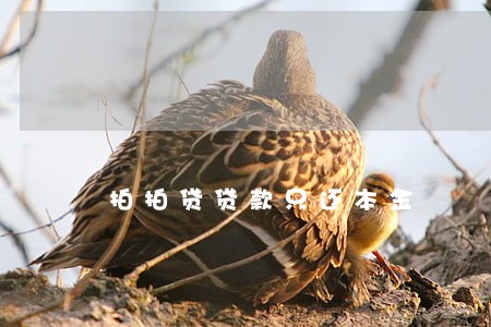 拍拍贷贷款只还本金 拍拍贷贷款只还本金