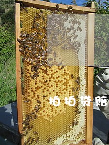 拍拍贷赔标逾期赔1分钱 拍拍贷赔标逾期赔1分钱