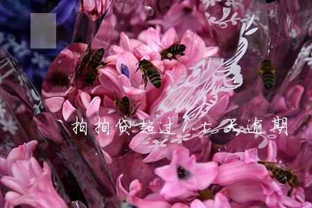 拍拍贷超过15天逾期