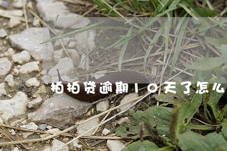 拍拍贷逾期10天了怎么办 拍拍贷逾期10天了怎么办