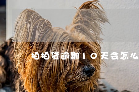 拍拍贷逾期10天会怎么样 拍拍贷逾期10天会怎么样