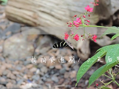 拍拍贷逾期10天后怎么算利息
