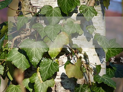 拍拍贷逾期12天发恐吓短信 拍拍贷逾期12天发恐吓短信