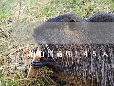 拍拍贷逾期145天 拍拍贷逾期145天