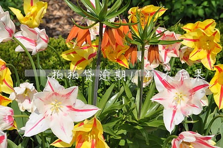 拍拍贷逾期14天后果 拍拍贷逾期14天后果