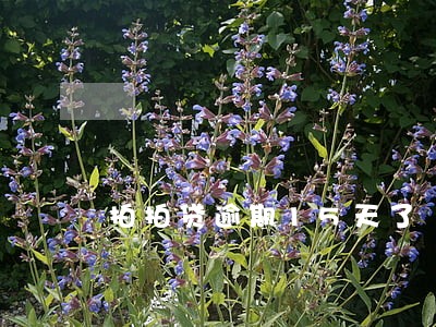 拍拍贷逾期15天了 拍拍贷逾期15天了
