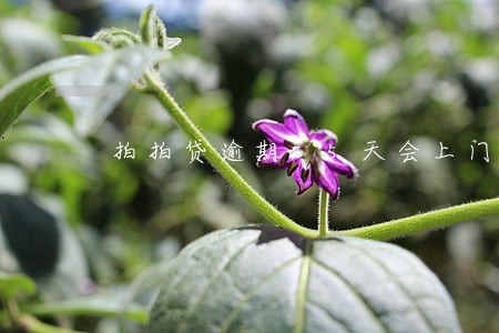 拍拍贷逾期15天会上门