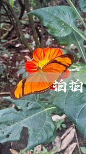 拍拍贷逾期16天会黑名单吗 拍拍贷逾期16天会黑名单吗