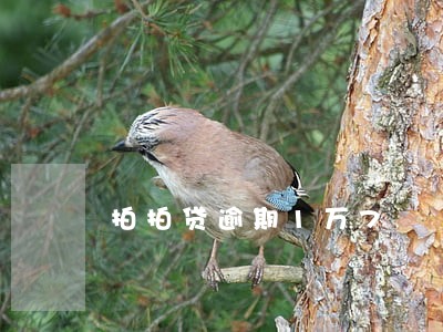 拍拍贷逾期1万7 拍拍贷逾期1万7